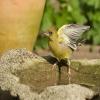 Greenfinch